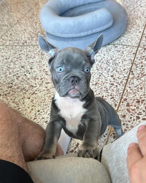 &quot;Кохання з першого погляду&quot;: Алан Бадоєв заявив про &quot;поповнення&quot; в сім'ї (фото)