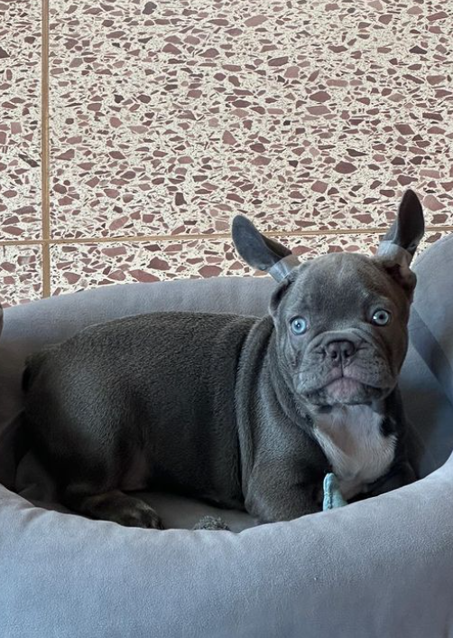 &quot;Кохання з першого погляду&quot;: Алан Бадоєв заявив про &quot;поповнення&quot; в сім'ї (фото)