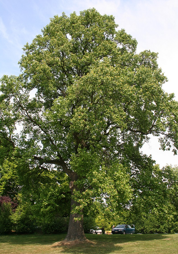 Вчені виявили цікавий &quot;інструмент&quot;, який допоможе в боротьбі з кліматичними змінами