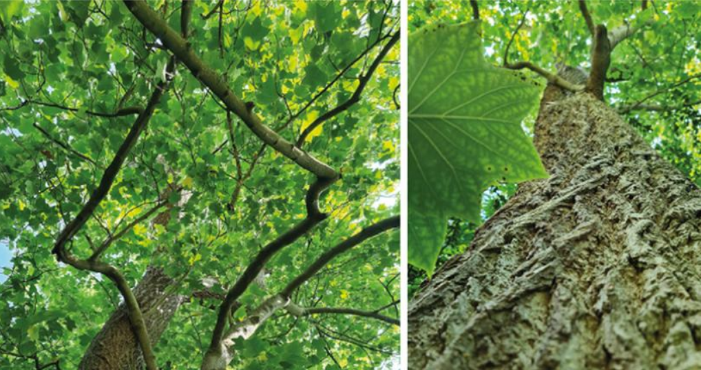 Вчені виявили цікавий &quot;інструмент&quot;, який допоможе в боротьбі з кліматичними змінами