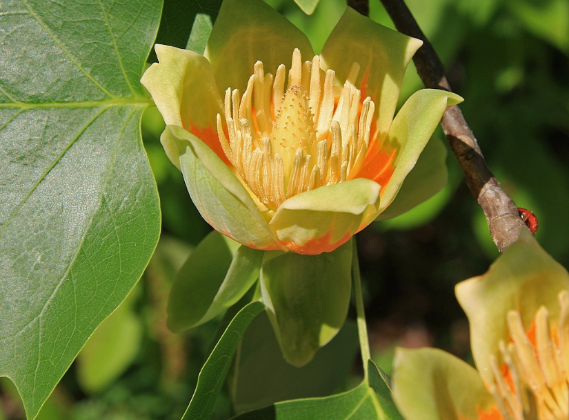 Вчені виявили цікавий &quot;інструмент&quot;, який допоможе в боротьбі з кліматичними змінами