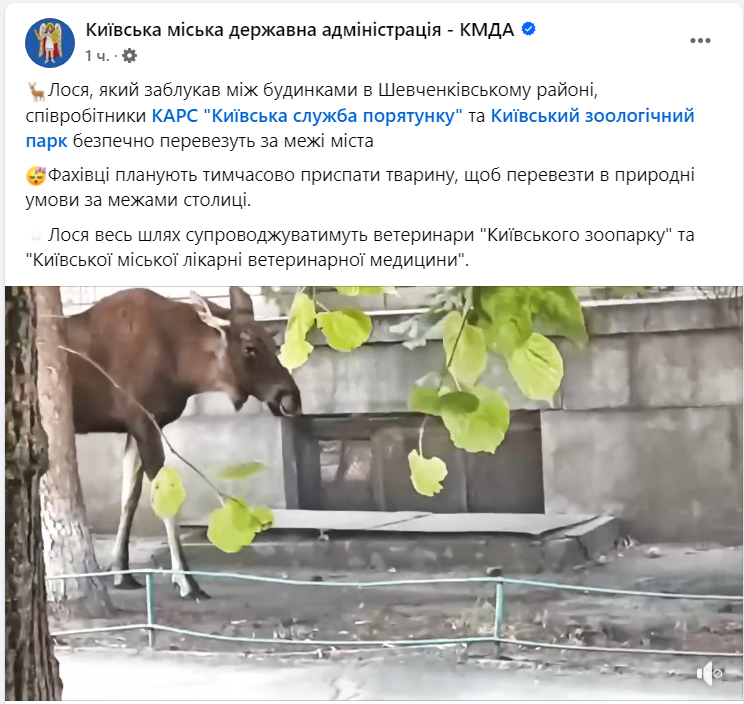 "Планируют временно усыпить". Между домами в центре Киева заблудился лось (видео)