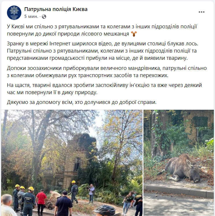 "Планируют временно усыпить". Между домами в центре Киева заблудился лось (видео)