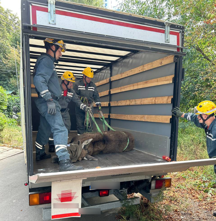 "Планируют временно усыпить". Между домами в центре Киева заблудился лось (видео)