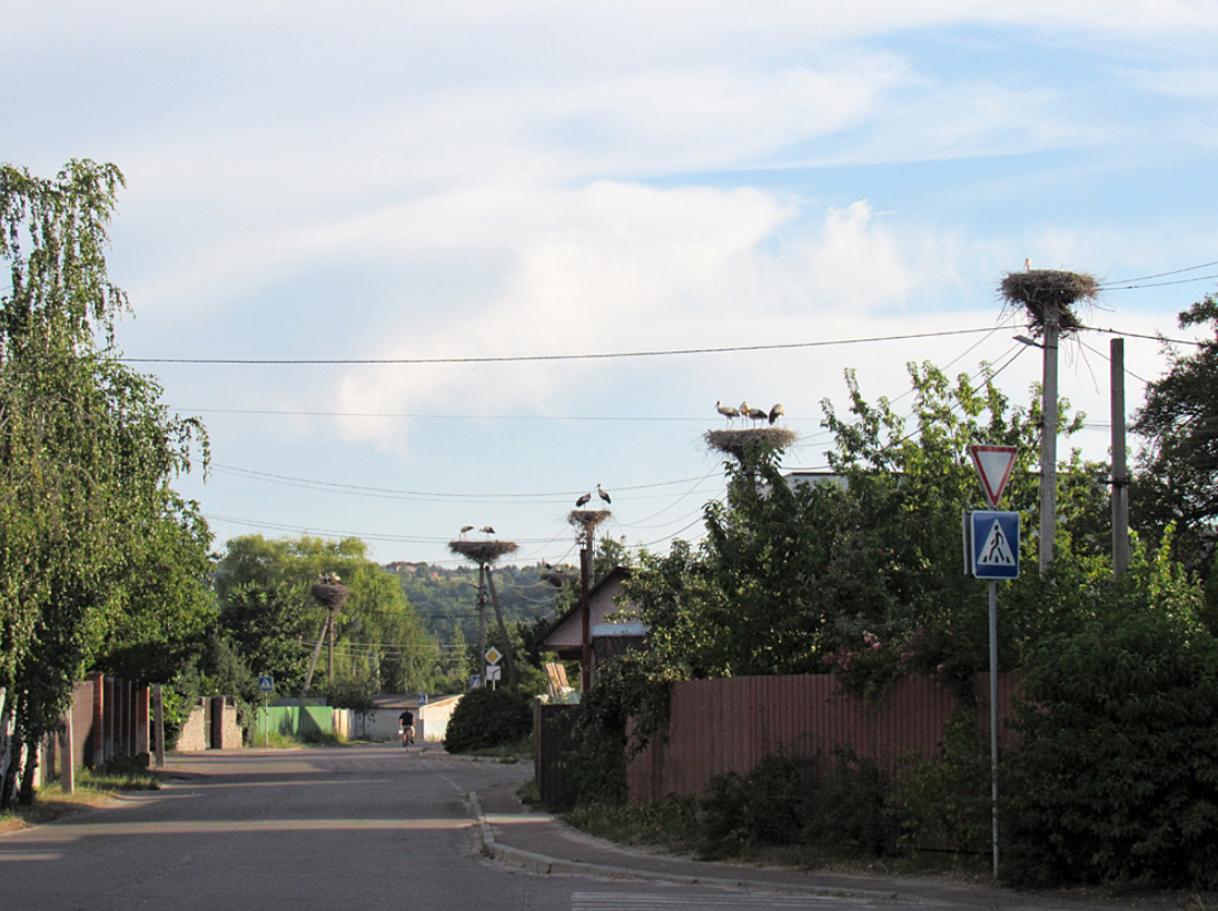 У цьому селі під Києвом зафіксовано найбільше лелек: чому птахи обрали Підгірці