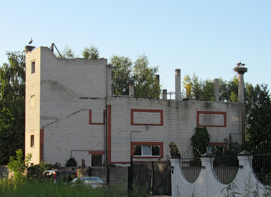 У цьому селі під Києвом зафіксовано найбільше лелек: чому птахи обрали Підгірці