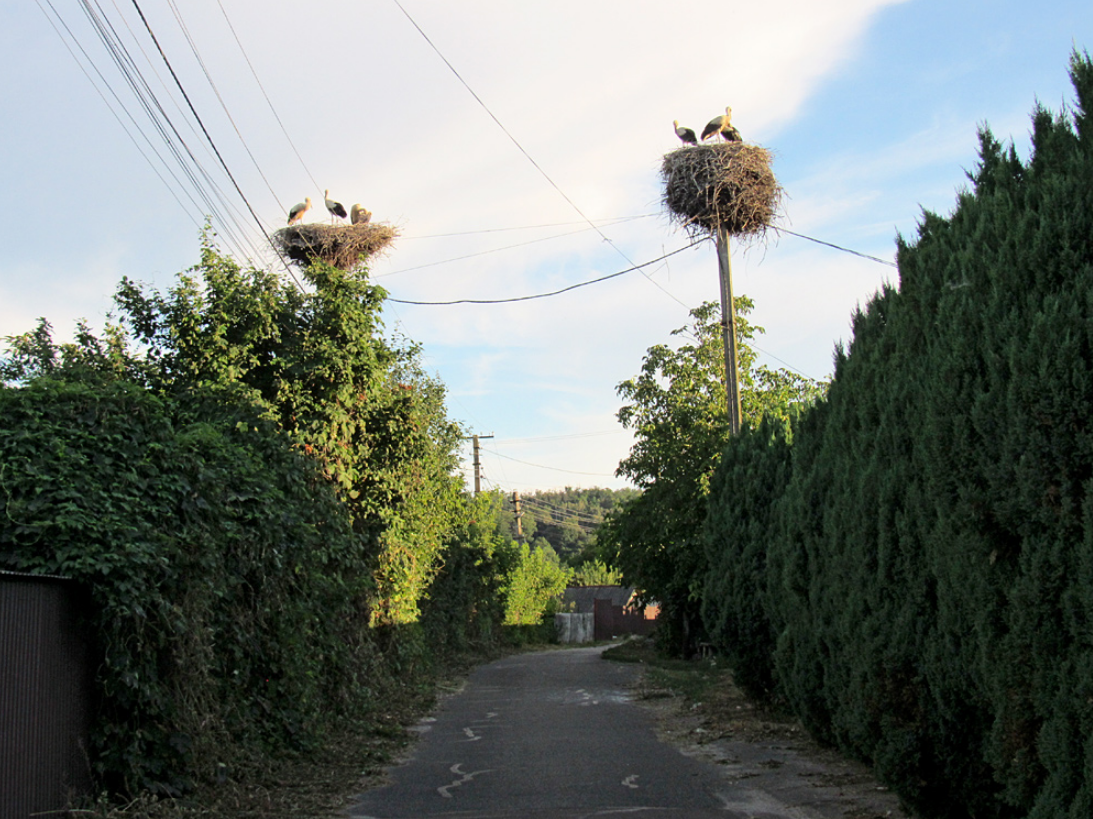 У цьому селі під Києвом зафіксовано найбільше лелек: чому птахи обрали Підгірці