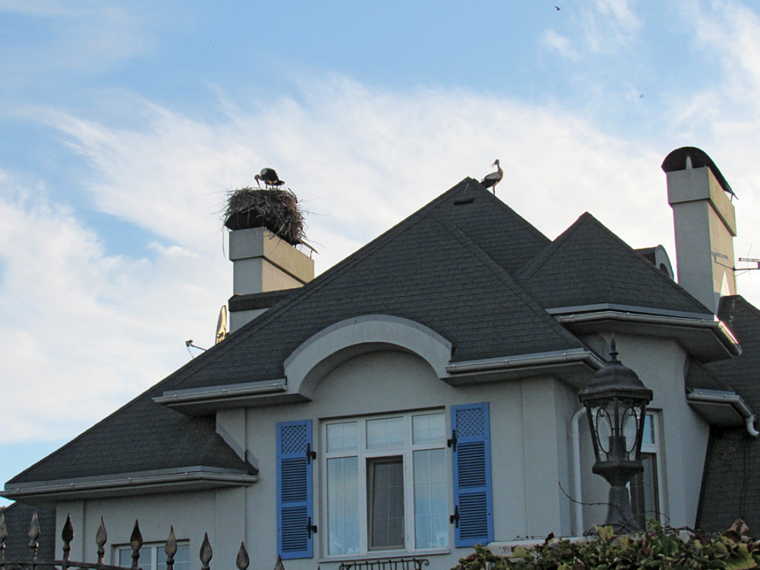 У цьому селі під Києвом зафіксовано найбільше лелек: чому птахи обрали Підгірці