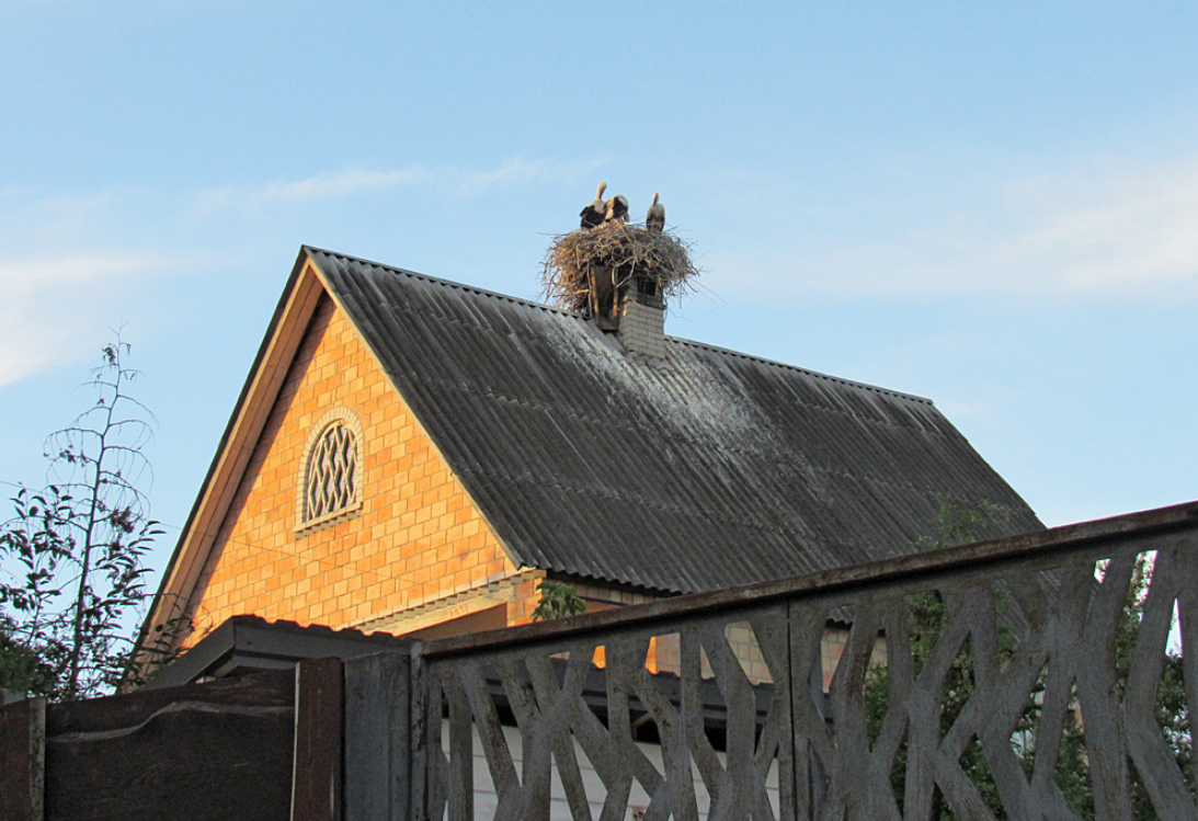 У цьому селі під Києвом зафіксовано найбільше лелек: чому птахи обрали Підгірці