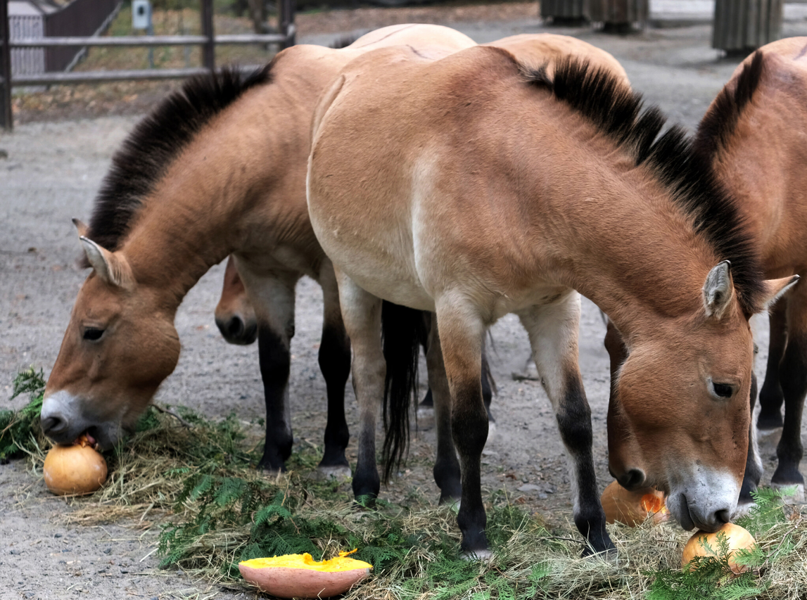 В Киеве будут проводить "тыквенные уикенды": о чем речь