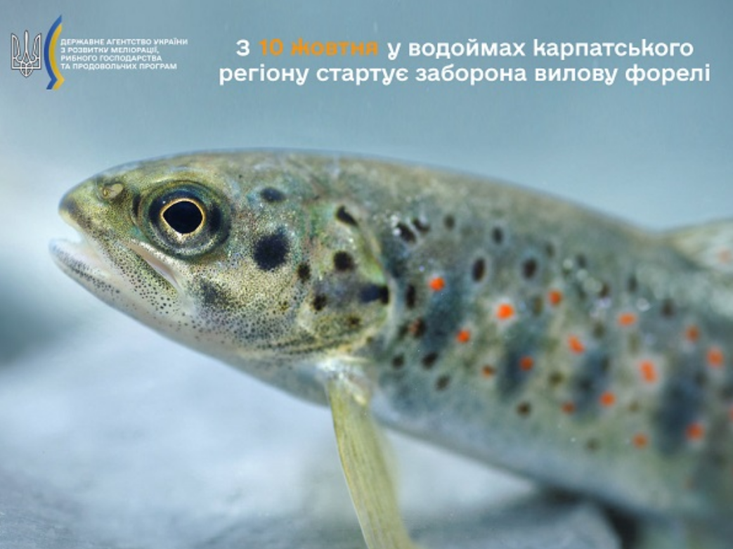 Украинцам в некоторых областях грозят новые штрафы: о чем речь