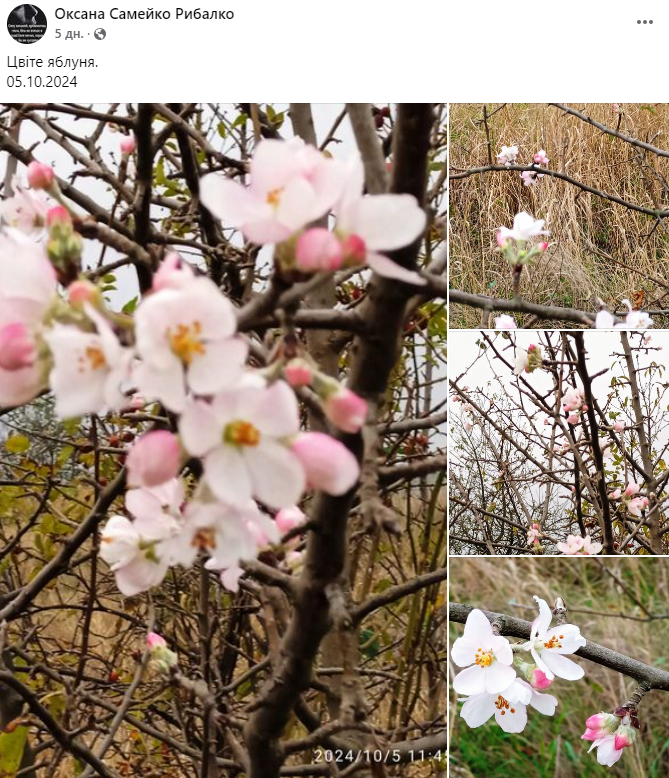 В разных регионах Украины расцветают плодовые деревья. Как это повлияет на урожай