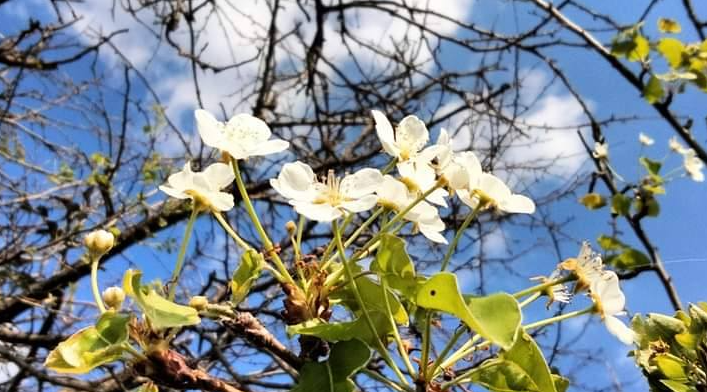 В разных регионах Украины расцветают плодовые деревья. Как это повлияет на урожай