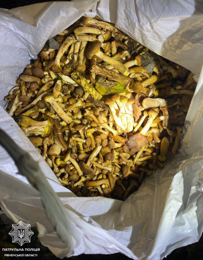 Патрульні врятували жінку, яка блукала лісом 9 годин: що сталося