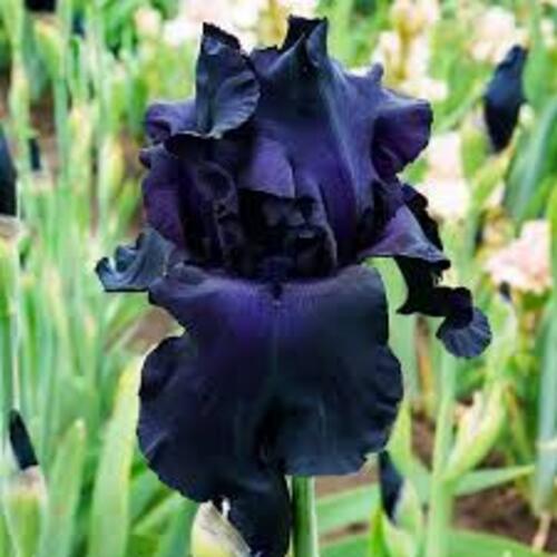 Прикрасять будь-який сад: 6 незвичайних квітів чорного кольору (фото)