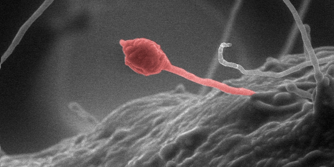 Эти факты не укладываются в голове, но подтверждены научно: вы их точно не знали