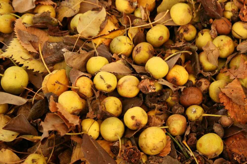 Этот &quot;дикий&quot; украинский фрукт улучшает пищеварение и омолаживает организм