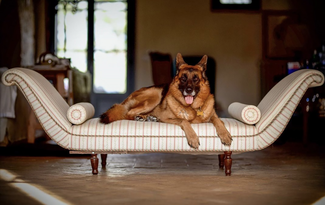 Їх статки шокують: ТОП-3 найбагатших домашніх улюбленців у світі (фото)