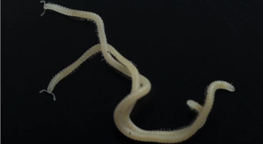 Ученые обнаружили существо, у которого нет глаз, зато есть почти 500 ног (фото и видео)