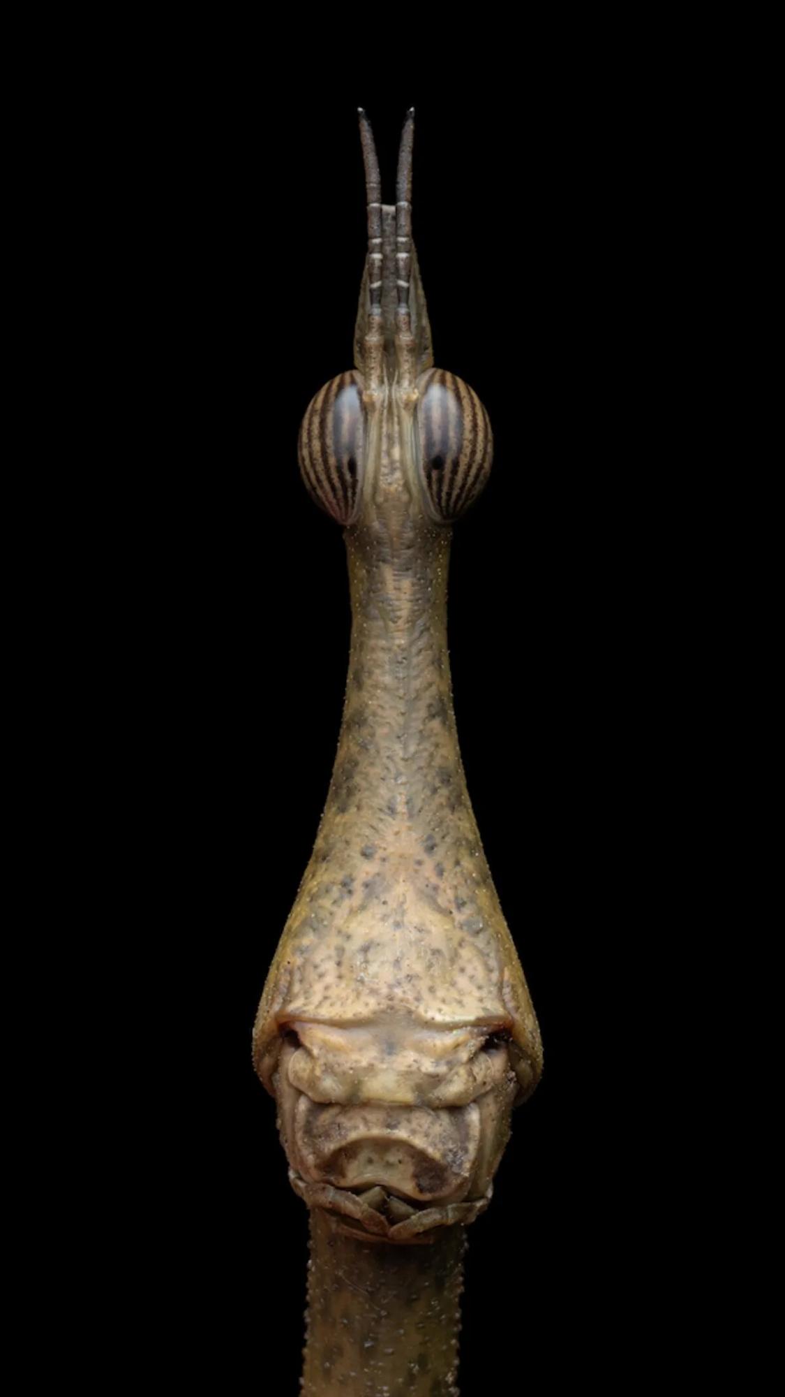 Лучшие фото дикой природы крупным планом 2023: названы победители конкурса