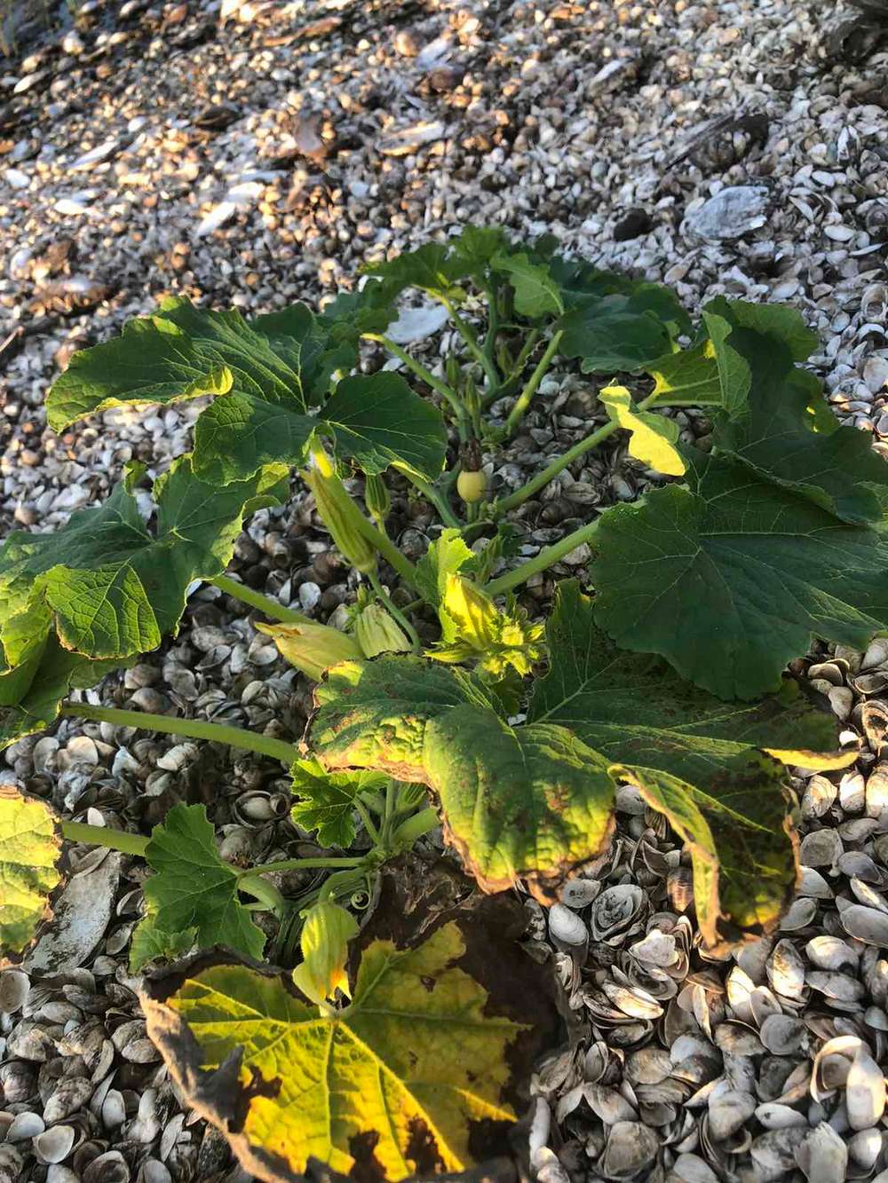 На дні Каховського водосховища утворилися городи: там не лише картопля  (фото)