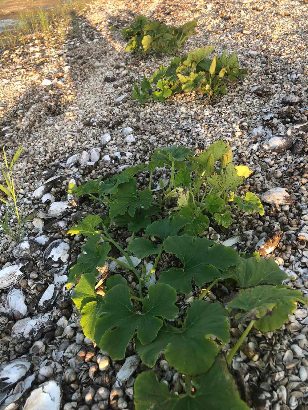 На дні Каховського водосховища утворилися городи: там не лише картопля  (фото)