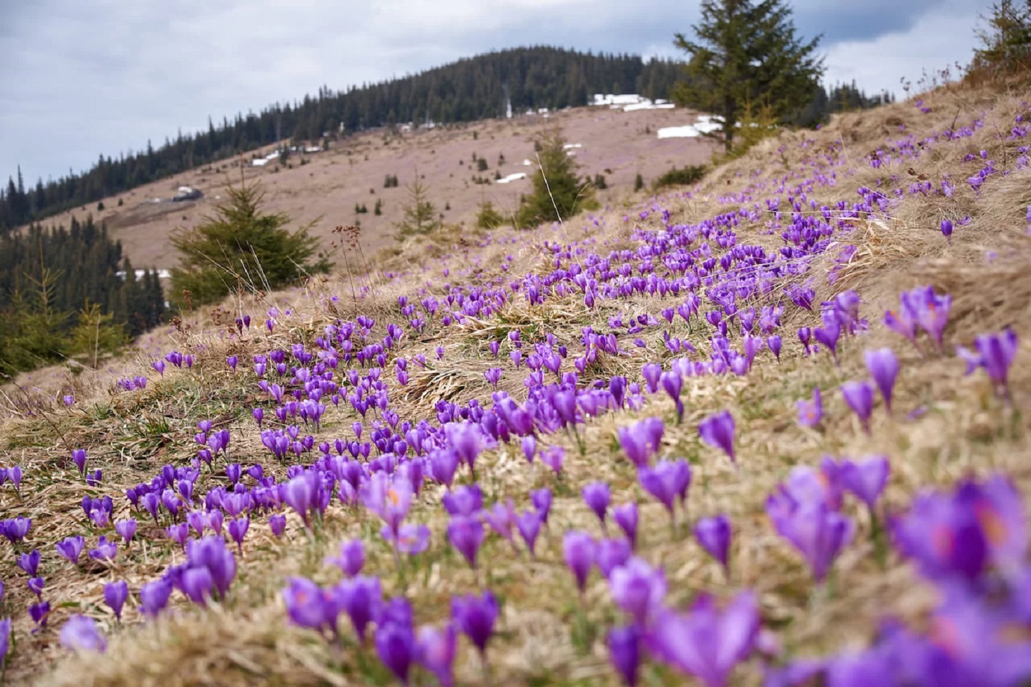 Таке буває раз на рік! Чому варто поспішити у Карпати, щоб побачити цвітіння крокусів (фото)
