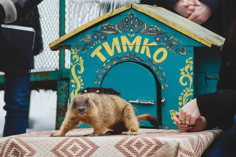 Бабак Тимко дав прогноз на весну. Але чи можна йому вірити?