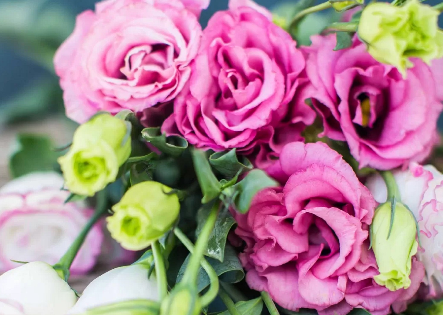 5  розкішних квітів, які обов'язково варто посадити у листопаді