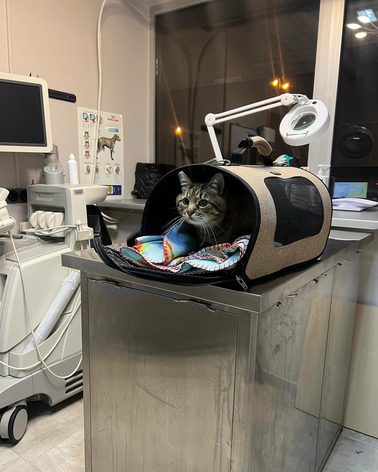 "Из-за стресса": кот Степан попал в больницу после массированного обстрела Харькова