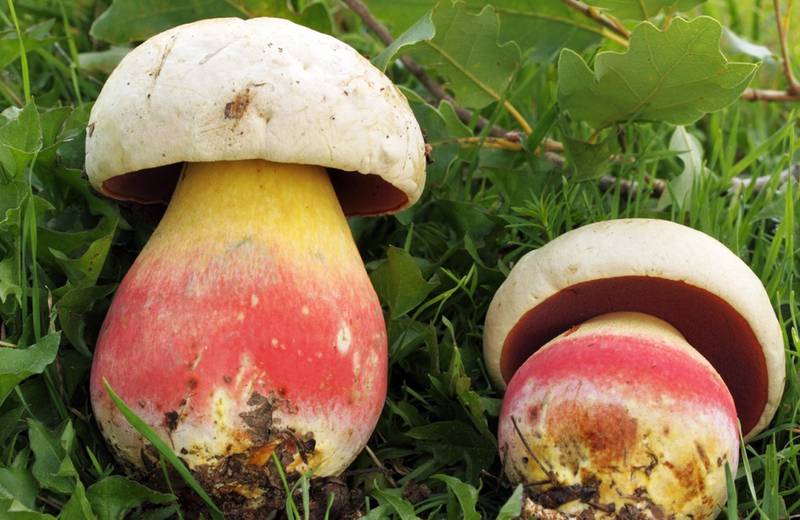 Срезать или срывать. Как правильно собирать грибы в лесу, чтобы не отравиться: советы для новичков