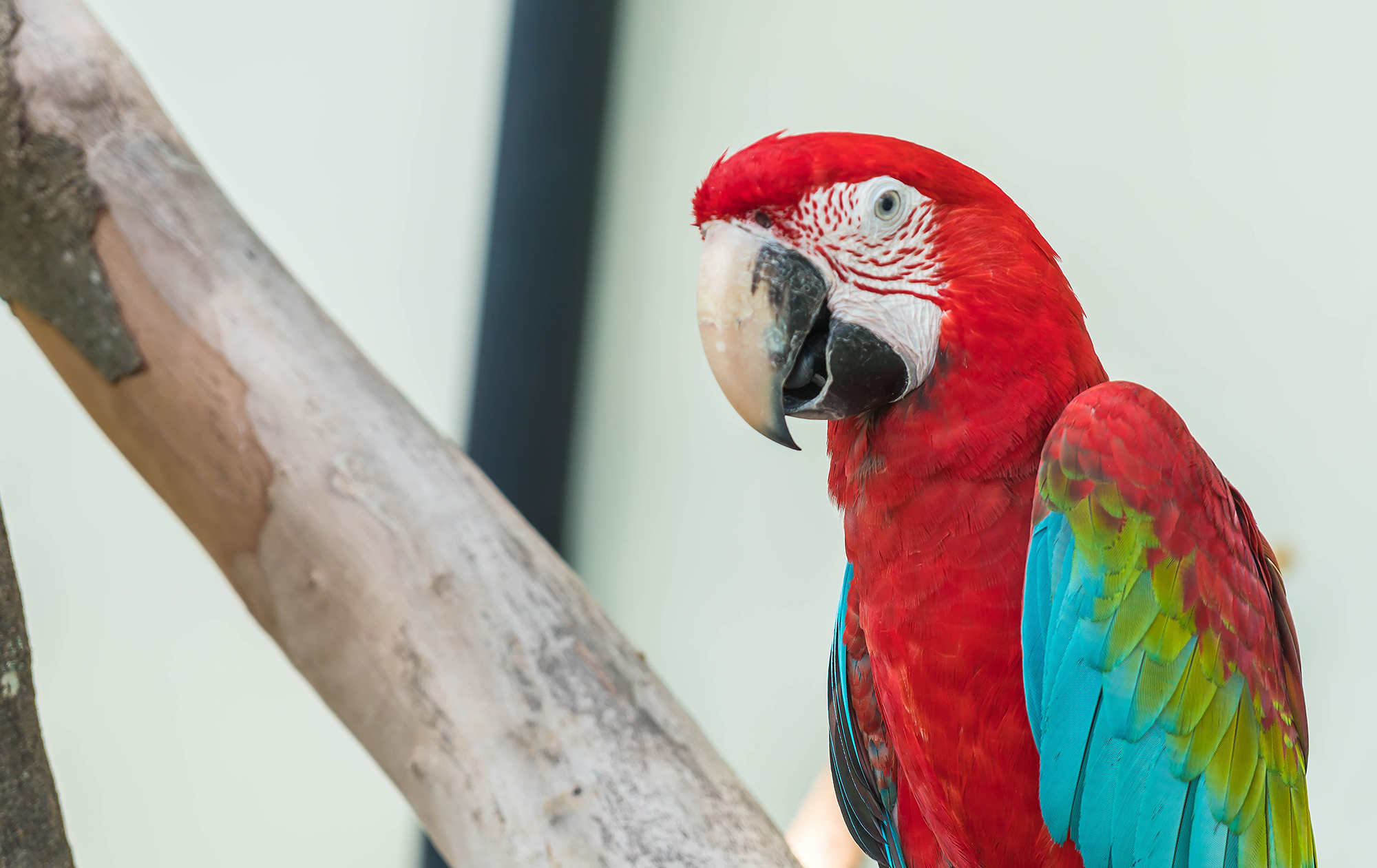Переживут вас и ваших детей. Эти домашние животные живут дольше всего (фото)