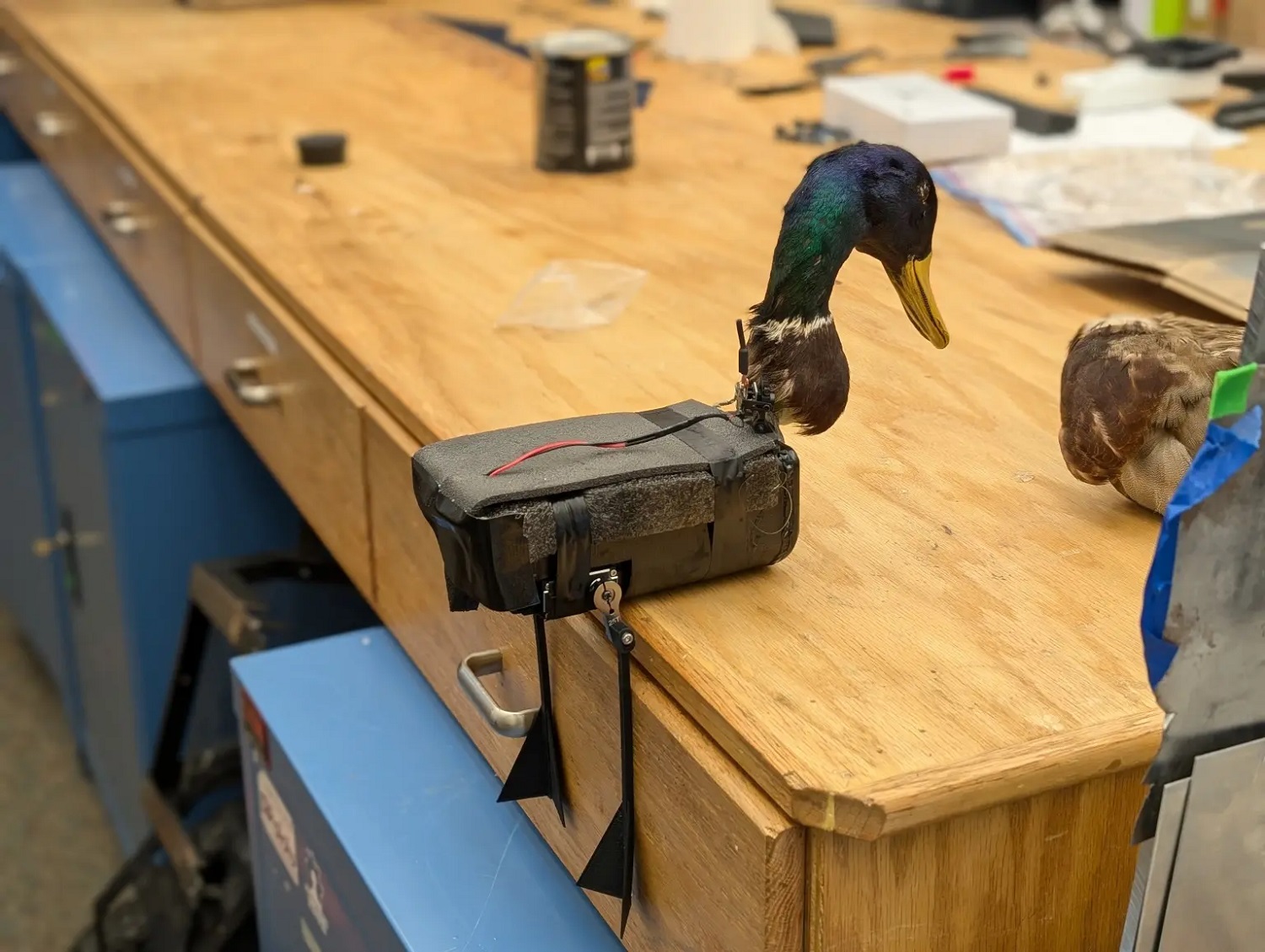 Это шокирует: американские ученые создают дроны-зомби из птиц