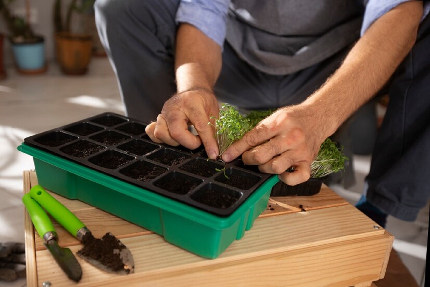 Выращиваем рассаду правильно: какими должны быть почва, температура и освещение