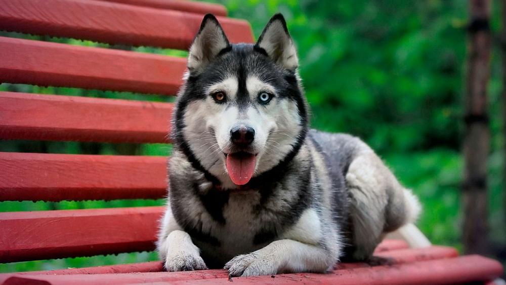 Породи собак, які не варто заводити парам із дітьми: перелік із фото