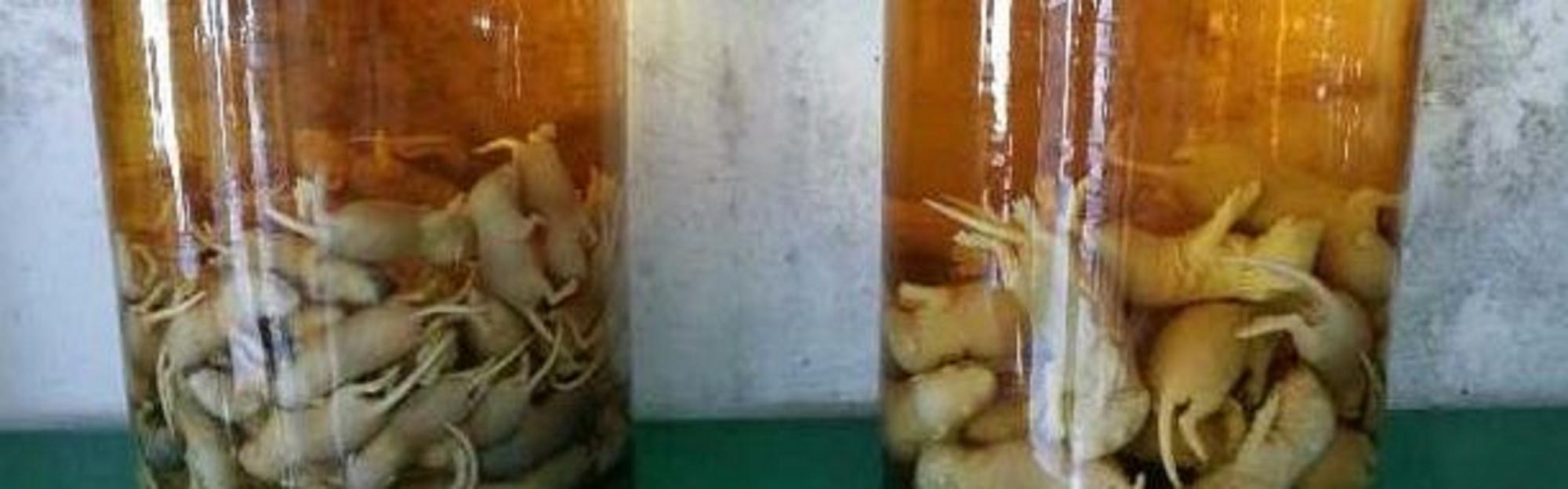 7 удивительных алкогольных напитков, которые похожи на больные фантазии, но реально существуют