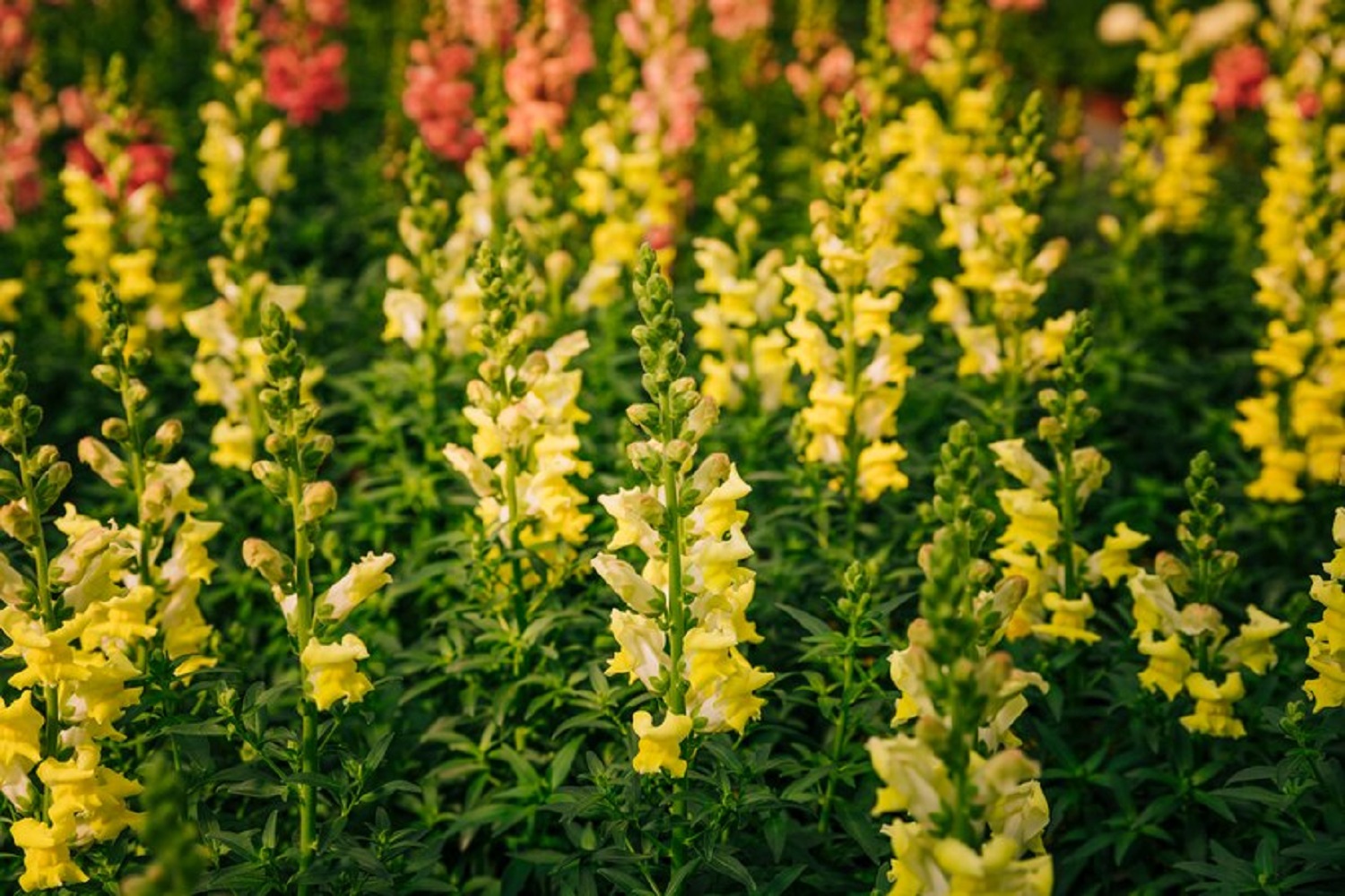 Вони творять дива з ґрунтом: які сидерати саджати восени на городі