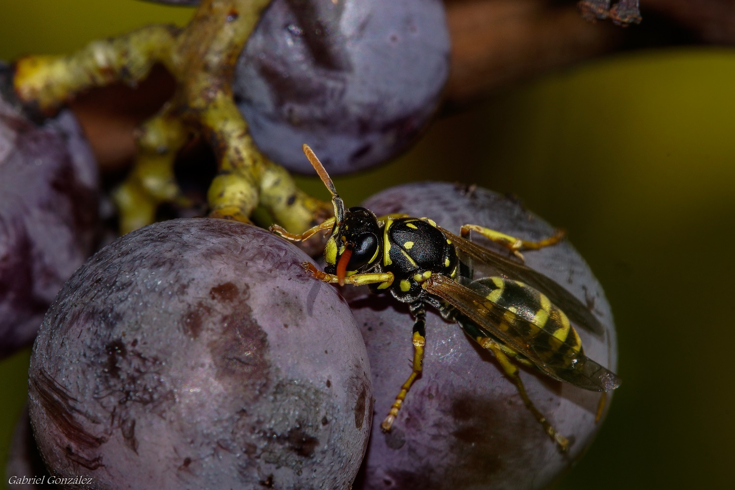 Яка їжа найбільше приваблює ос і шершнів