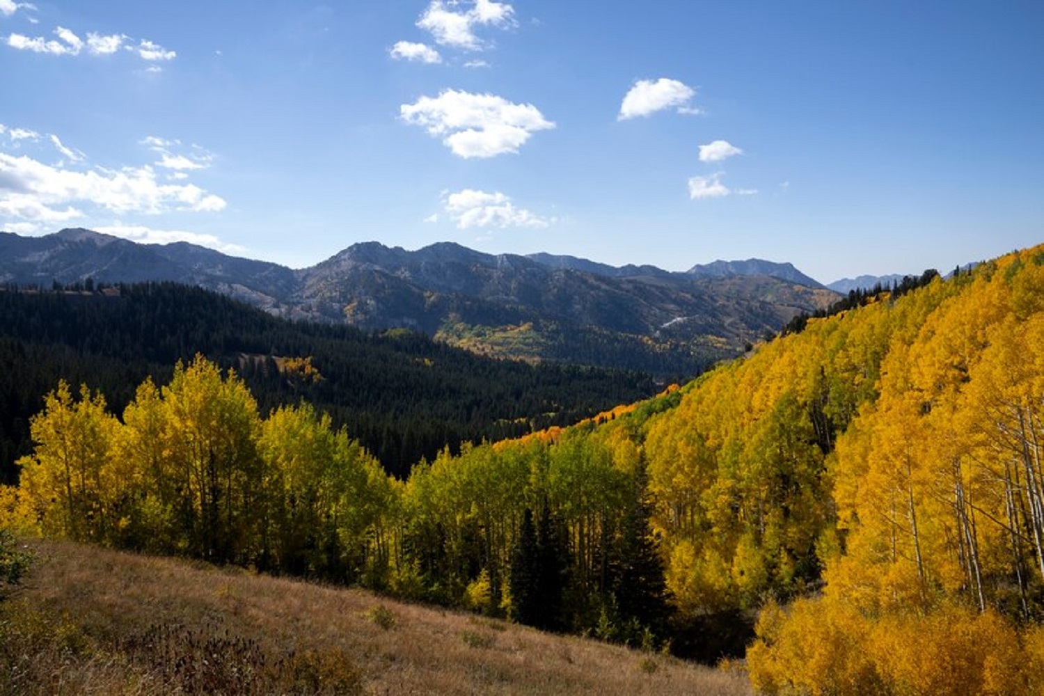 Едем в грибной рай. Где собирать грибы в Карпатах осенью и какие именно
