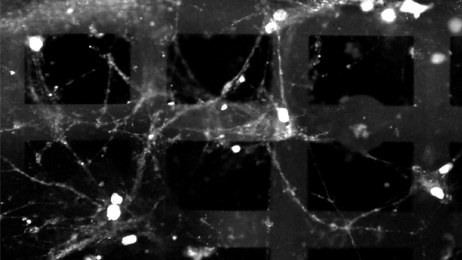 Живий ШІ з клітин мозку: науковці створили біологічний комп'ютер