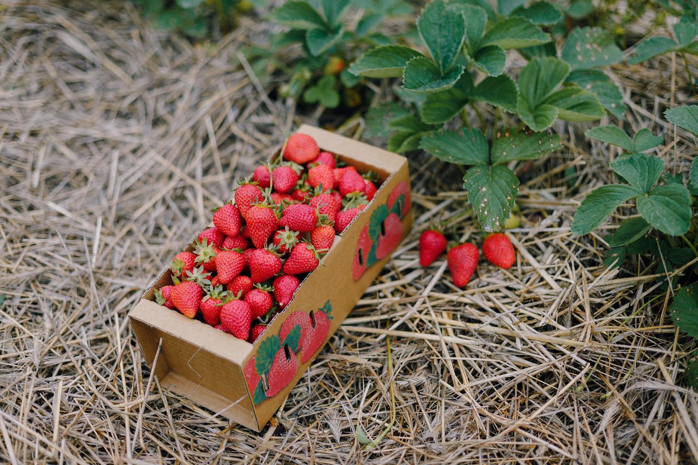 Море ягід. Куди поїхати на відпочинок і збирання полуниці за містом