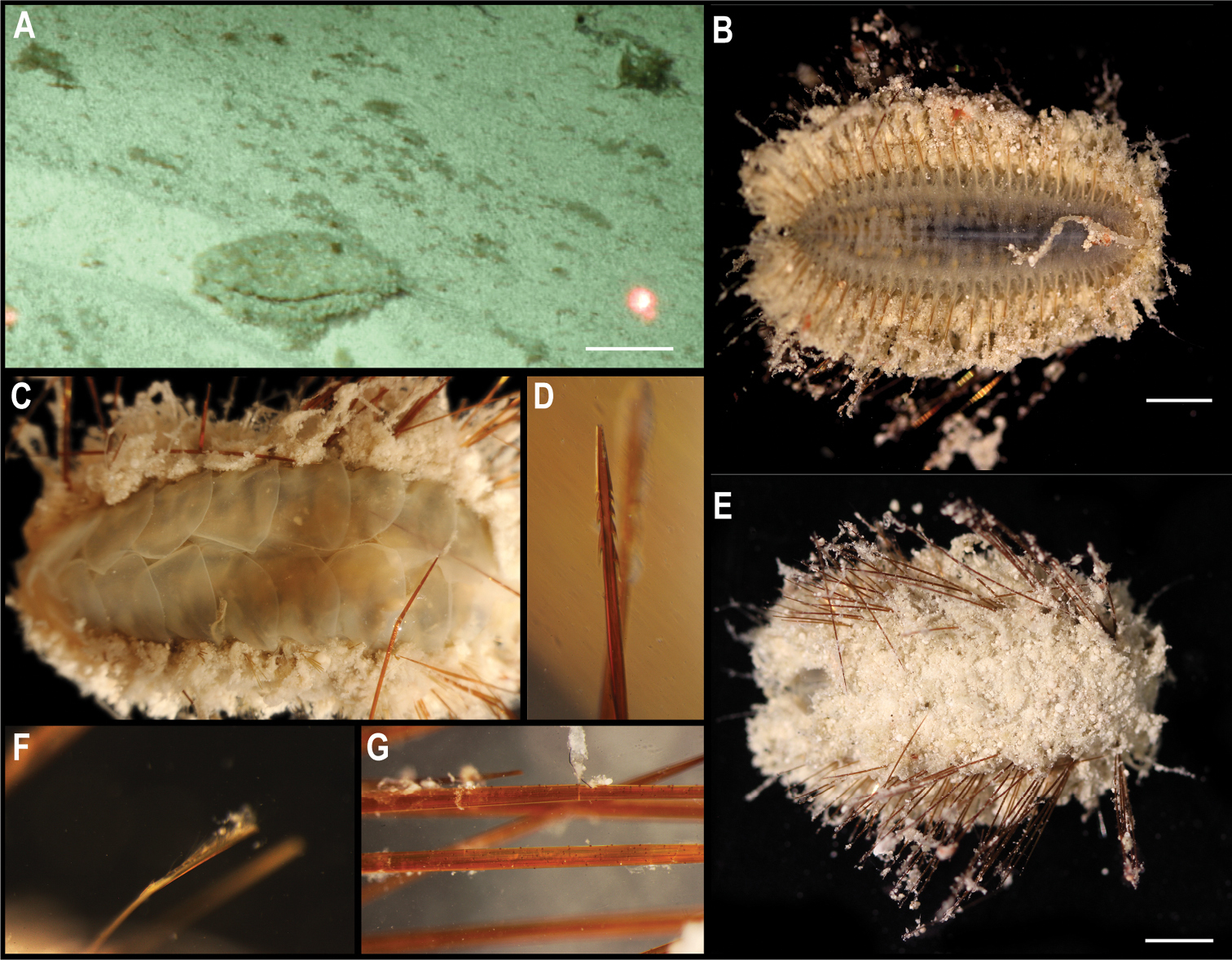 На дні Тихого океану знайшли майже 40 нових видів тварин: як вони виглядають (фото)