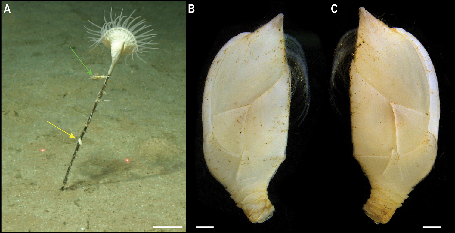 На дні Тихого океану знайшли майже 40 нових видів тварин: як вони виглядають (фото)