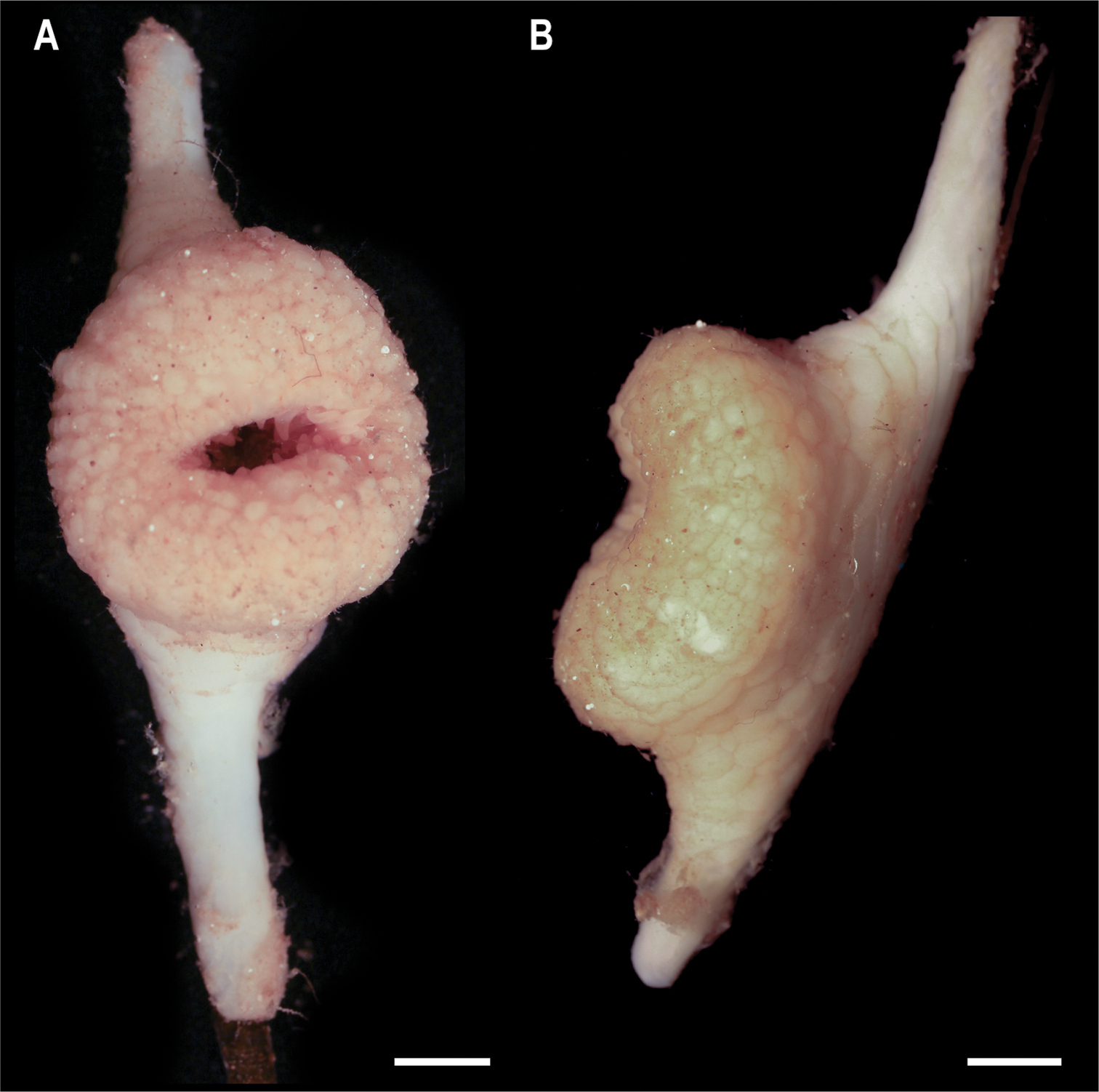 На дні Тихого океану знайшли майже 40 нових видів тварин: як вони виглядають (фото)
