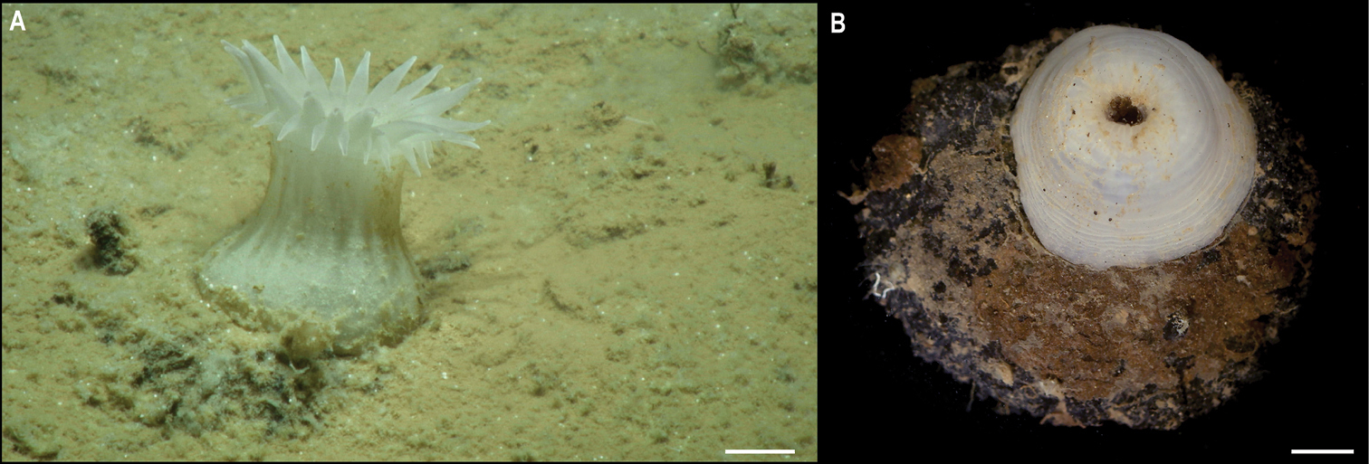 На дні Тихого океану знайшли майже 40 нових видів тварин: як вони виглядають (фото)