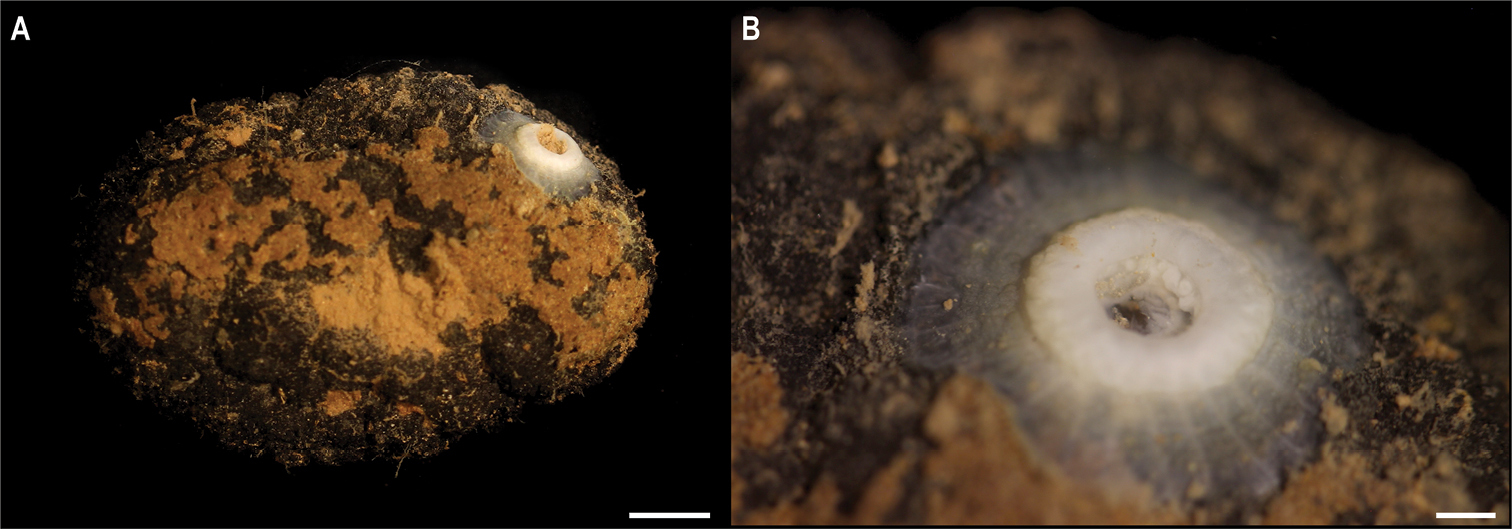 На дні Тихого океану знайшли майже 40 нових видів тварин: як вони виглядають (фото)