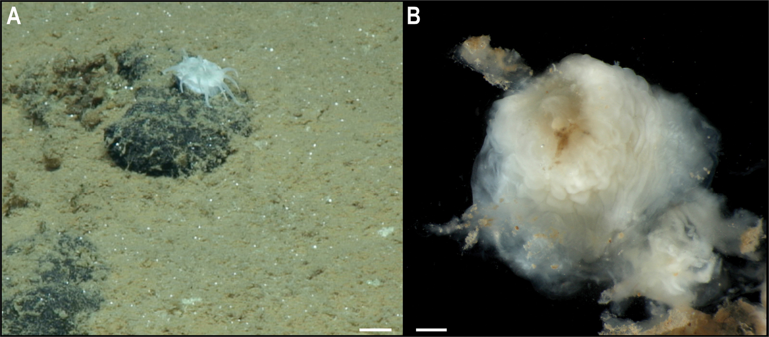 На дні Тихого океану знайшли майже 40 нових видів тварин: як вони виглядають (фото)