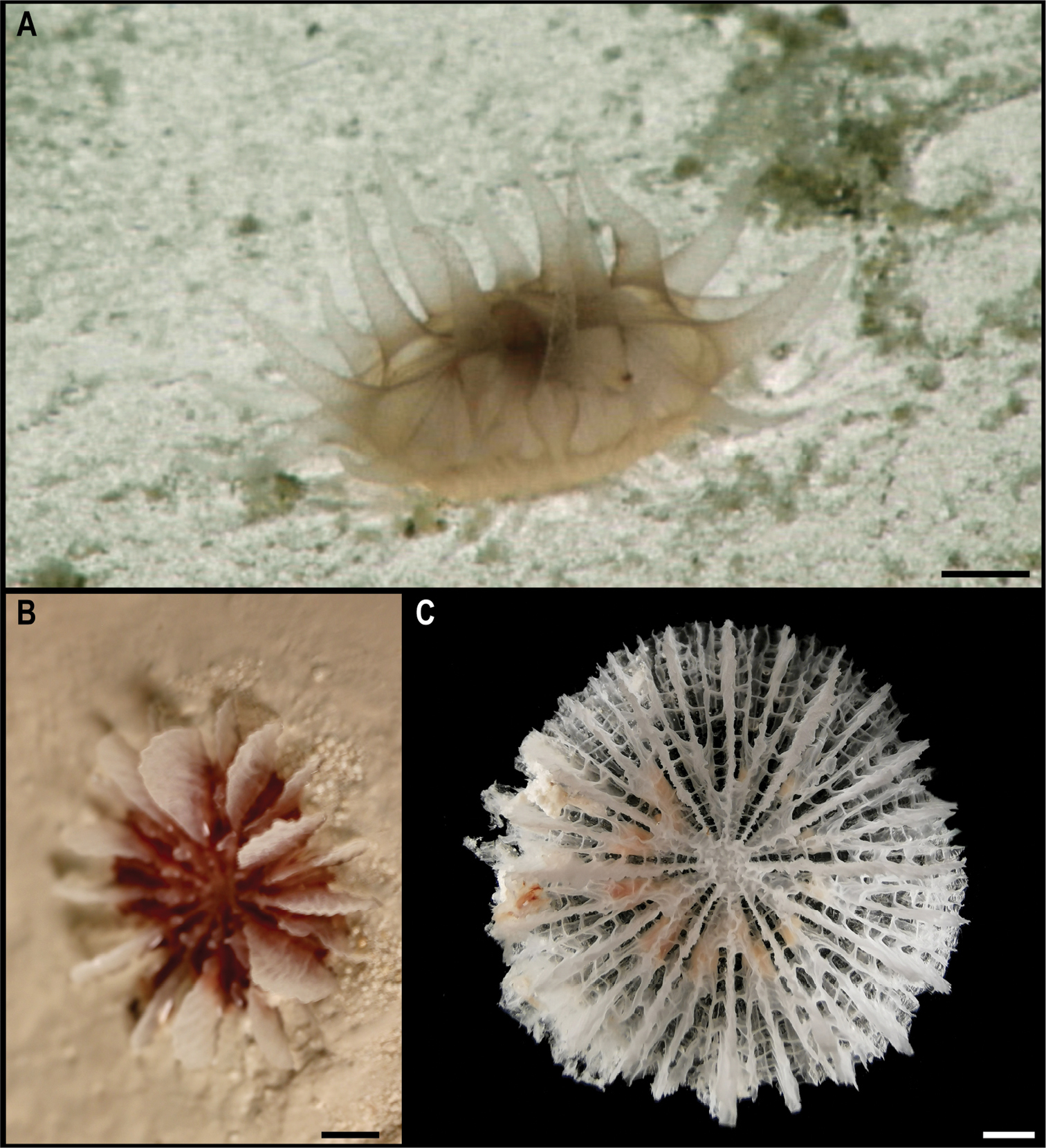 На дні Тихого океану знайшли майже 40 нових видів тварин: як вони виглядають (фото)