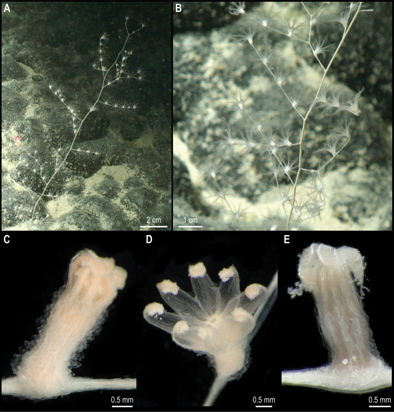 На дні Тихого океану знайшли майже 40 нових видів тварин: як вони виглядають (фото)