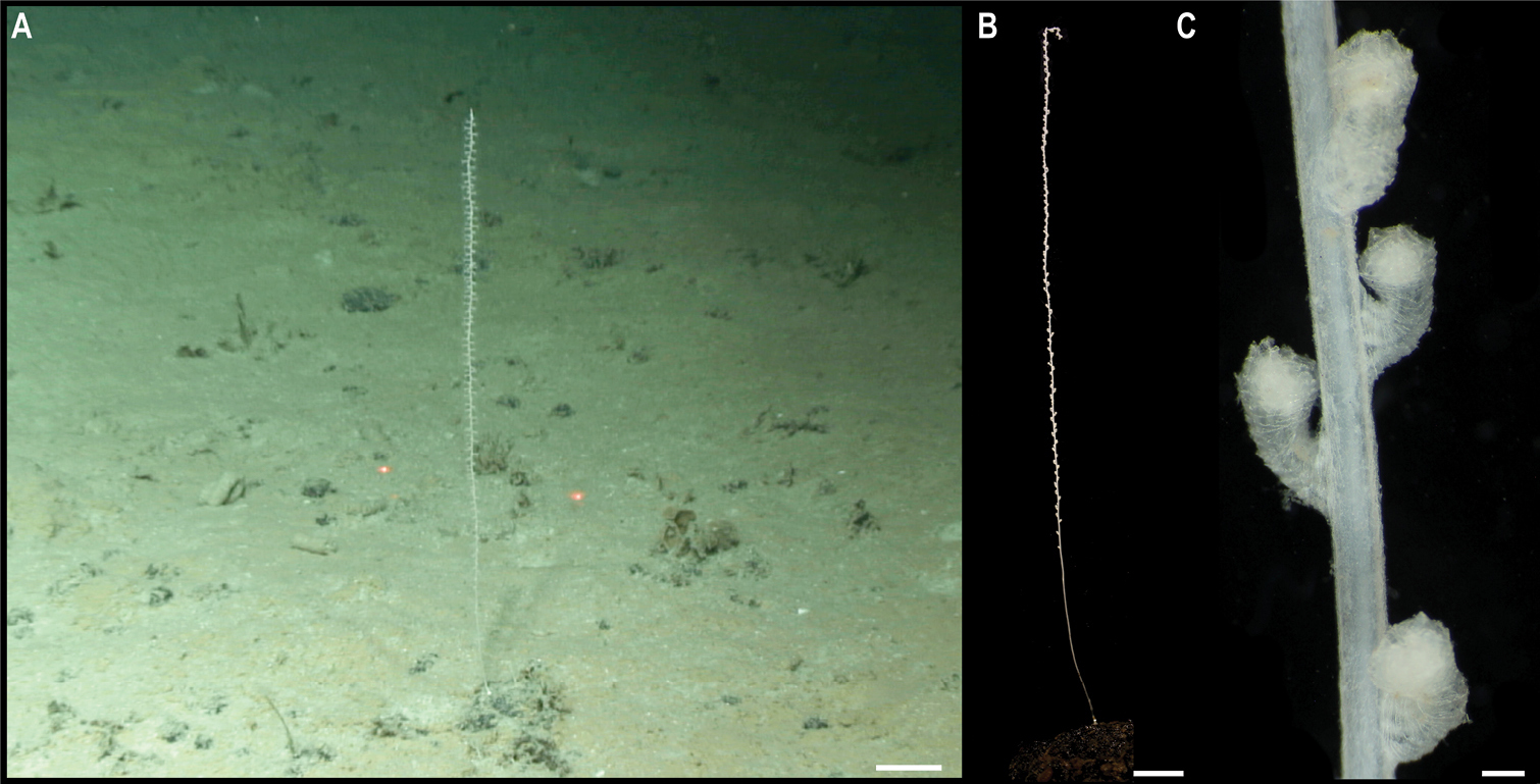 На дні Тихого океану знайшли майже 40 нових видів тварин: як вони виглядають (фото)